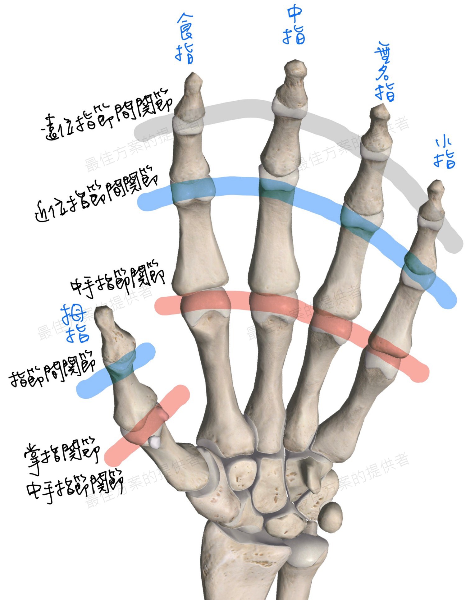 手部關節名稱對照